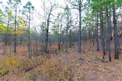 Stone Bridge Phase II Tract 119