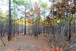 Stone Bridge Phase II Tract 119