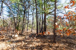 Stone Bridge Phase II Tract 125