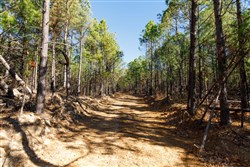 property photo for Stone Bridge Phase II Tract 129, 78.92 acres for sale in LatimerHaskell County, Oklahoma