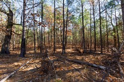 Stone Bridge Phase II Tract 133