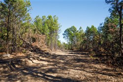 Stone Bridge Phase II Tract 95