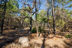 Stone Bridge Phase II Tract 95