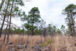 Stone Bridge Phase III Tract 139