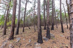 Stone Bridge Phase III Tract 139