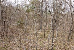 Stone Bridge Phase III Tract 159