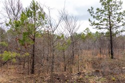 Stone Bridge Phase III Tract 195
