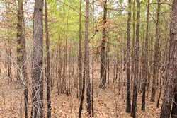 Stone Bridge Phase III Tract 199
