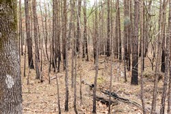Stone Bridge Phase III Tract 199