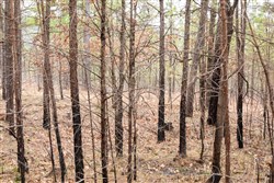 Stone Bridge Phase III Tract 199
