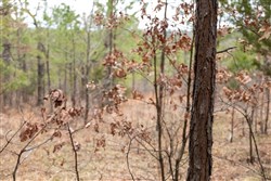 Stone Bridge Phase III Tract 199