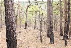 property photo for Stone Bridge Phase III Tract 203, 4.42 acres for sale in LatimerHaskell County, Oklahoma