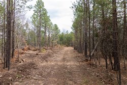 Stone Bridge Phase III Tract 205