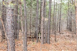Stone Bridge Phase III Tract 205