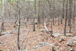 Stone Bridge Phase III Tract 205