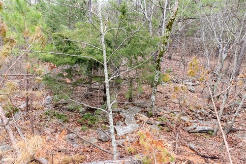 Stone Bridge Phase III Tract 206