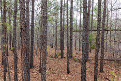 Stone Bridge Phase III Tract 206
