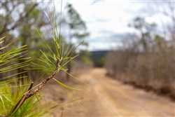 Stone Bridge Phase III Tract 214
