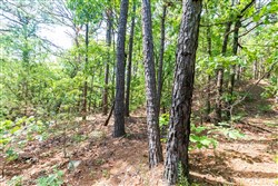 Stone Bridge Phase VI Tract 429