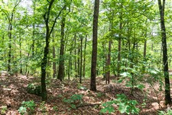 Stone Bridge Phase VI Tract 432