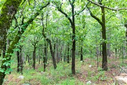 Stone Bridge Phase VI Tract 432