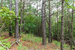 Stone Bridge Phase VI Tract 441