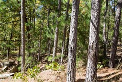 Stone Creek Phase I Tract 166