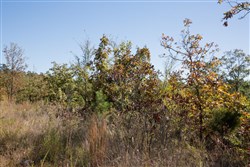 Stone Creek Phase I Tract 173