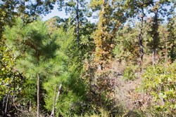 Stone Creek Phase I Tract 179