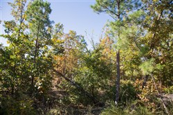 Stone Creek Phase I Tract 179