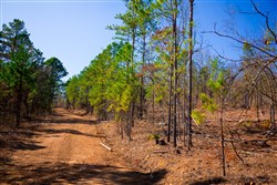 property photo for Stone Creek Phase II Tract 118, 26.83 acres for sale in Latimer County, Oklahoma