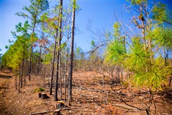 property photo for Stone Creek Phase II Tract 118, 26.83 acres for sale in Latimer County, Oklahoma