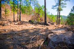 property photo for Stone Creek Phase II Tract 123, 36.66 acres for sale in Latimer County, Oklahoma
