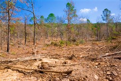 property photo for Stone Creek Phase II Tract 124, 36.03 acres for sale in Latimer County, Oklahoma