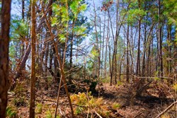 property photo for Stone Creek Phase II Tract 130, 11.83 acres for sale in Latimer County, Oklahoma