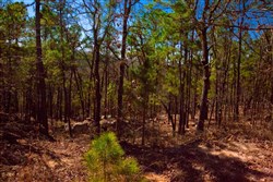 property photo for Stone Creek Phase II Tract 134, 4.87 acres for sale in Latimer County, Oklahoma