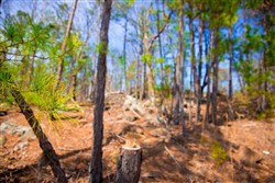 property photo for Stone Creek Phase II Tract 140, 6.24 acres for sale in Latimer County, Oklahoma