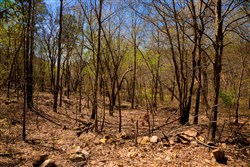property photo for Stone Creek Phase II Tract 190, 5.44 acres for sale in Latimer County, Oklahoma