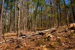 Stone Creek Phase II Tract 191