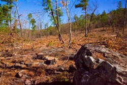 Stone Creek Phase II Tract 201