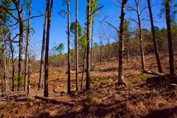 Stone Creek Phase II Tract 201