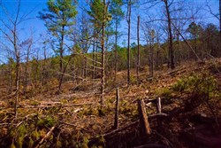 Stone Creek Phase II Tract 201