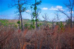 property photo for Stone Creek Phase II Tract 202, 24.53 acres for sale in Latimer County, Oklahoma