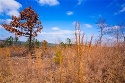 property photo for Stone Creek Phase II Tract 202, 24.53 acres for sale in Latimer County, Oklahoma