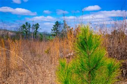 property photo for Stone Creek Phase II Tract 202, 24.53 acres for sale in Latimer County, Oklahoma