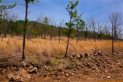 Stone Creek Phase II Tract 203