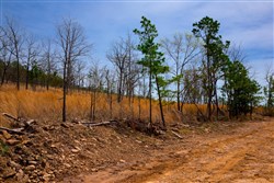 Stone Creek Phase II Tract 203