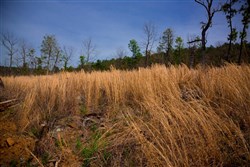 Stone Creek Phase II Tract 203