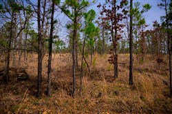 property photo for Stone Creek Phase II Tract 204, 22.61 acres for sale in Latimer County, Oklahoma