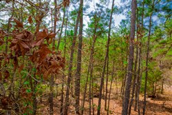property photo for Stone Creek Phase II Tract 205, 5.94 acres for sale in Latimer County, Oklahoma